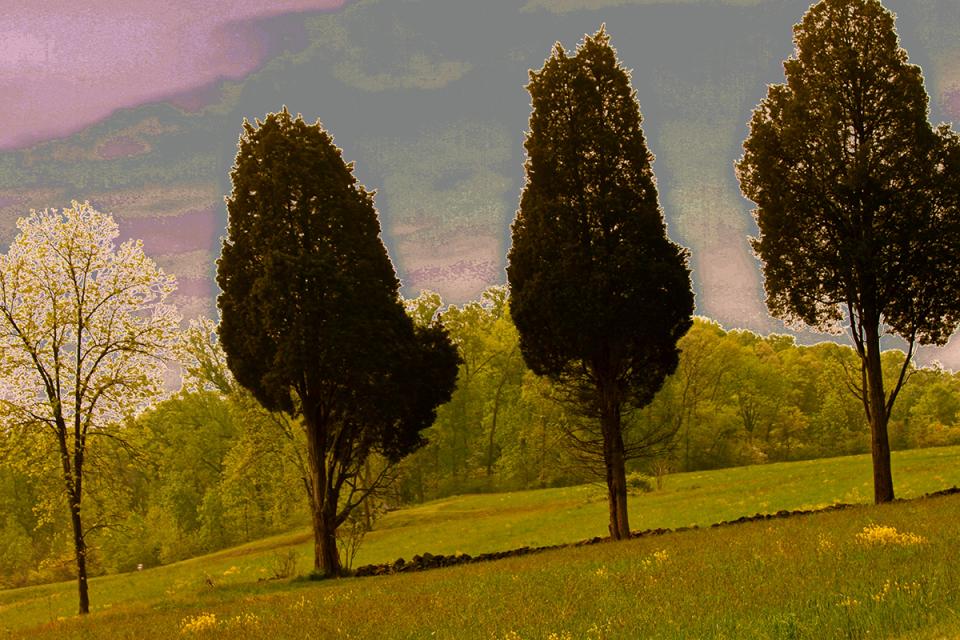 Three Cedars in Blossom Time. Photograph by Dan Mangan