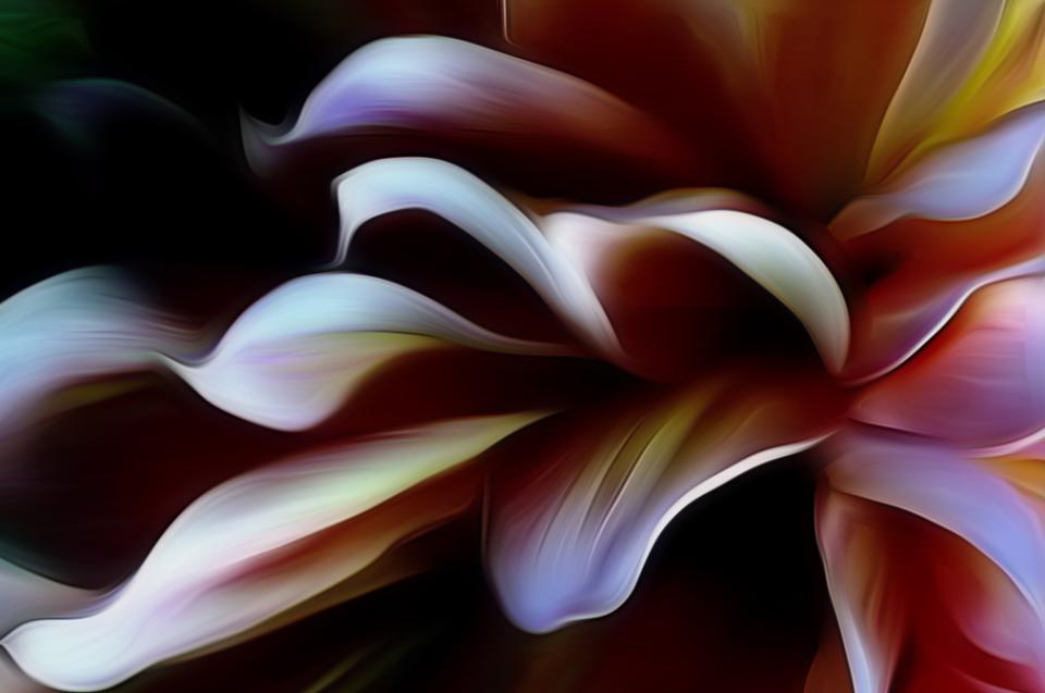 Dahlia Nuanced. Photograph by Dan Mangan