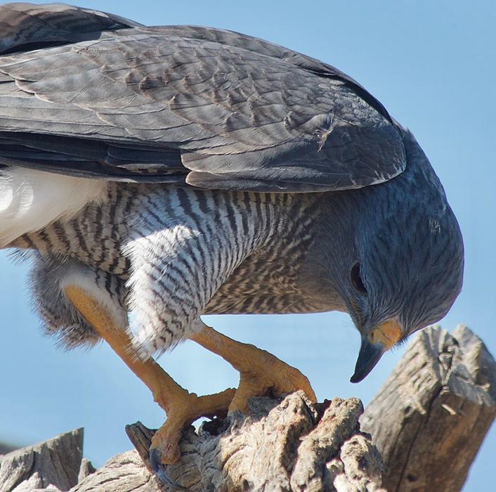 Gray Hawk