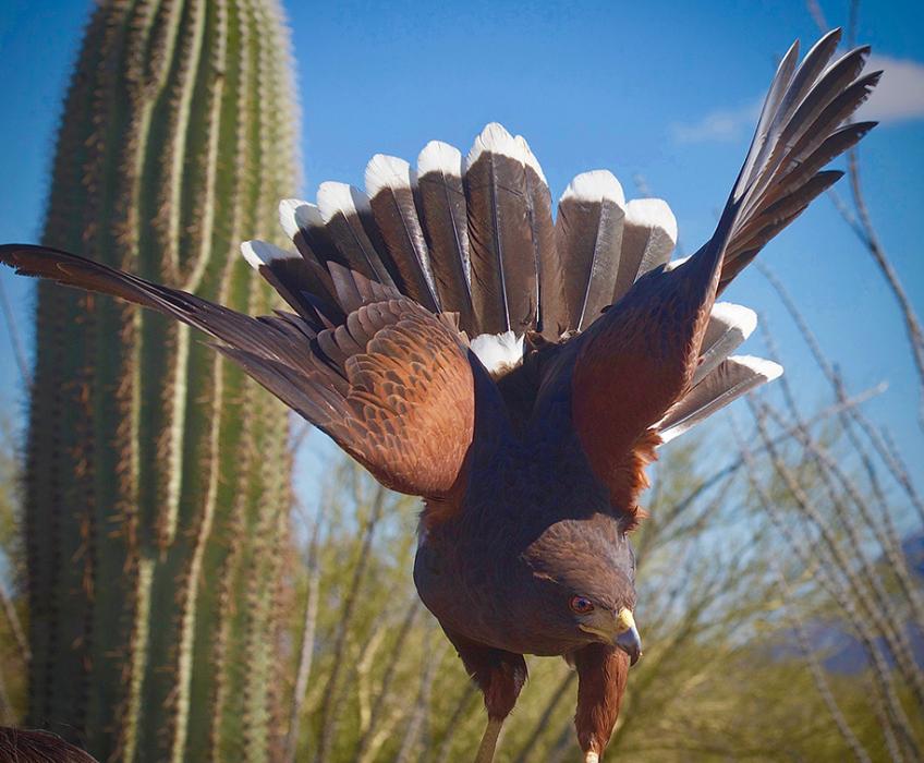Harris's Hawk