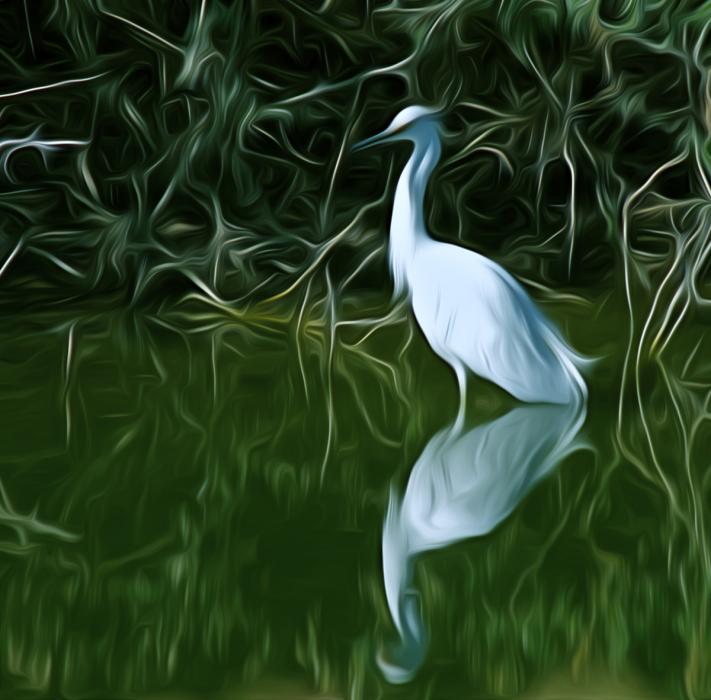 Snowy Egret. Photograph by Dan Mangan